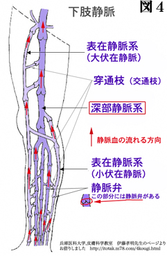 下肢静脈