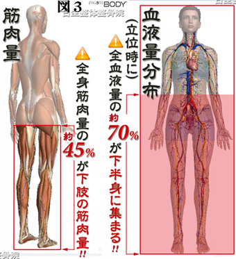 筋肉と血液